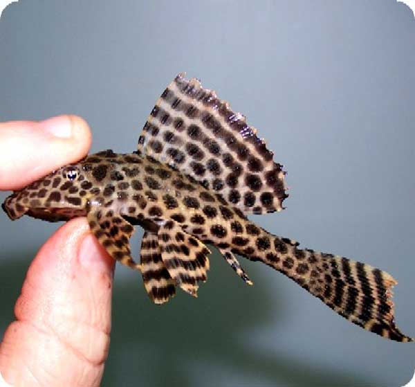 L083 Spotted Sailfin Gibby Pleco - 5"